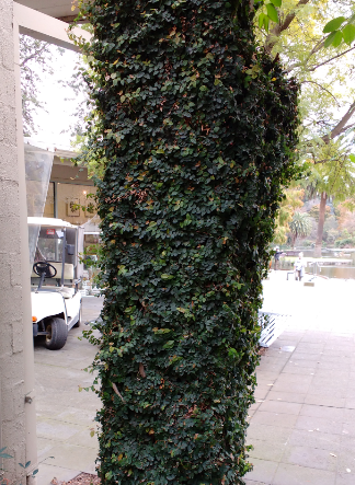 A pillar at the Melbourne Botanic Gardens with a <i>Ficus pumila</i> covering